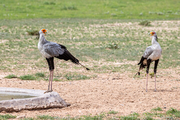 South Africa, Botswana, Kgalagadi Transfrontier Park, Secretary Bird (Sagittarius serpentarius)