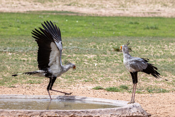 South Africa, Botswana, Kgalagadi Transfrontier Park, Secretary Bird (Sagittarius serpentarius)