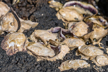 The Pacific oyster, Japanese oyster, or Miyagi oyster (Magallana gigas ) is an oyster native to the Pacific coast of Asia. Pearl Harbor Historic Sites Visitor Center, Honoulu Oahu, Hawaii