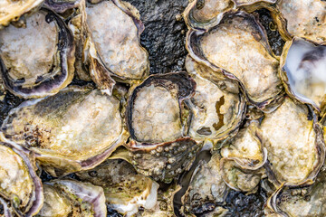 The Pacific oyster, Japanese oyster, or Miyagi oyster (Magallana gigas ) is an oyster native to the Pacific coast of Asia. Pearl Harbor Historic Sites Visitor Center, Honoulu Oahu, Hawaii