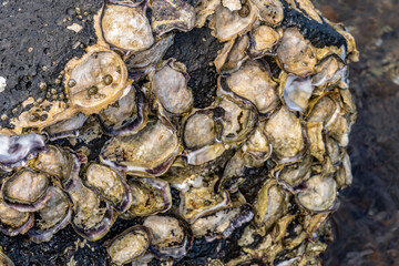 The Pacific oyster, Japanese oyster, or Miyagi oyster (Magallana gigas ) is an oyster native to the Pacific coast of Asia. Pearl Harbor Historic Sites Visitor Center, Honoulu Oahu, Hawaii