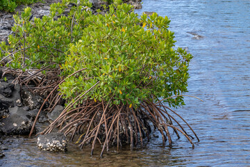 Rhizophora mangle, red mangrove, is a salt-tolerant, small-to-medium sized evergreen tree restricted to coastal. Pearl Harbor Historic Sites Visitor Center, Honoulu Oahu, Hawaii