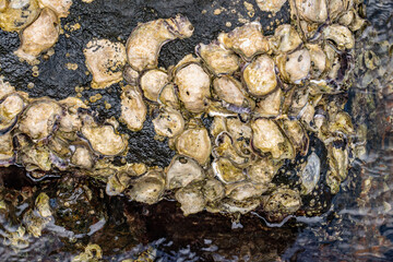 The Pacific oyster, Japanese oyster, or Miyagi oyster (Magallana gigas ) is an oyster native to the Pacific coast of Asia. Pearl Harbor Historic Sites Visitor Center, Honoulu Oahu, Hawaii