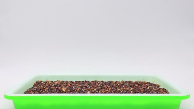 Time lapse of Mizuna, Pak Choi, Tender Green, Daikon and Michihili Cabbage seeds germinating or sprouting in soilless conditions after soaking seeds under controlled lighting conditions