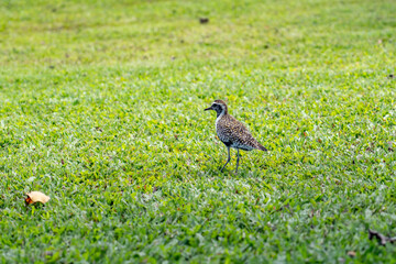 The Pacific golden plover (Pluvialis fulva) is a migratory shorebird that breeds during summer in Alaska and Siberia.  Pearl Harbor Historic Sites Visitor Center, Honoulu Oahu, Hawaii