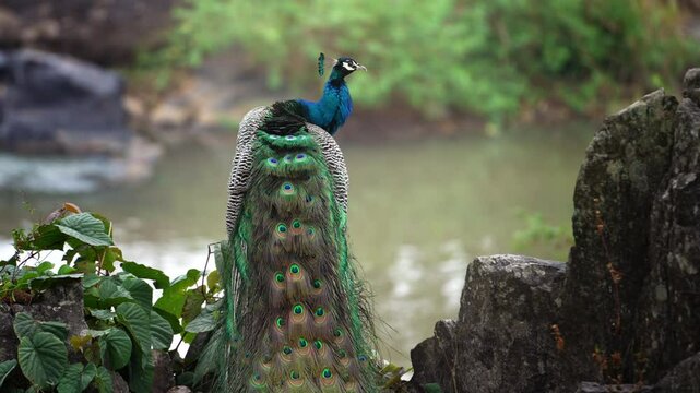 Peacock Perched on Rock in Early Morning - Scenic India Wildlife