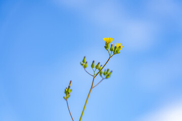 Youngia japonica, commonly called Oriental false hawksbeard, is a species of flowering plant in the family Asteraceae.  Pearl Harbor Historic Sites Visitor Center, Honoulu Oahu, Hawaii