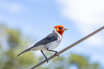 The red-crested cardinal (Paroaria coronata) is a passerine bird in the tanager family Thraupidae. Battleship Missouri Memorial, Pearl Harbo, Honoulu Oahu, Hawaii

