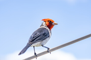 The red-crested cardinal (Paroaria coronata) is a passerine bird in the tanager family Thraupidae. Battleship Missouri Memorial, Pearl Harbo, Honoulu Oahu, Hawaii
