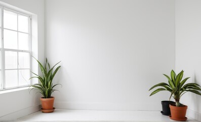 Fototapeta premium Two potted plants, one with a black pot, in a white room with light from a window...Concept: Simple home decor, plant setting.