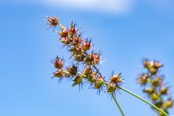 Cenchrus echinatus is a species of grass, southern sandbur, spiny sandbur, southern sandspur, and in Australia, Mossman River grass.  Battleship Missouri Memorial, Pearl Harbo, Honoulu Oahu, Hawaii
