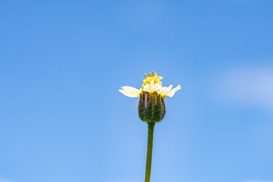 Tridax procumbens, commonly known as coatbuttons or tridax daisy, is a species of flowering plant in the family Asteraceae. Battleship Missouri Memorial, Pearl Harbo, Honoulu Oahu, Hawaii
