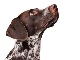 Isolated german shorthaired pointer looking up illustration
