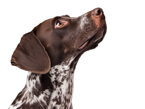 Isolated german shorthaired pointer looking up illustration