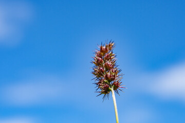 Cenchrus echinatus is a species of grass, southern sandbur, spiny sandbur, southern sandspur, and in Australia, Mossman River grass.  Battleship Missouri Memorial, Pearl Harbo, Honoulu Oahu, Hawaii
