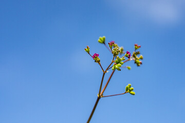 Boerhavia diffusa is a species of flowering plant in the four o'clock family. punarnava. red spiderling, spreading hogweed, tarvine. Battleship Missouri Memorial, Pearl Harbo, Honoulu Oahu, Hawaii
