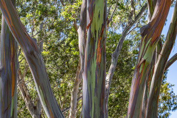 Eucalyptus deglupta is a species of tall tree,  rainbow eucalyptus, Mindanao gum, or rainbow gum. Dole Plantation, Honolulu, Oahu, Hawaii