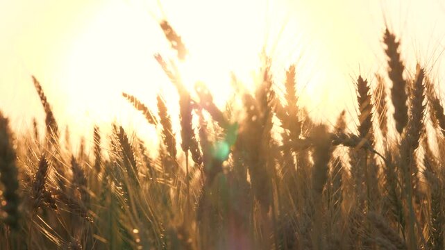 ears golden wheat sunset field. farming, agriculture farm. rustic background, summer walk through large wheat field farm, wheat harvest concept, western canada, beautiful summer wheat field landscape,
