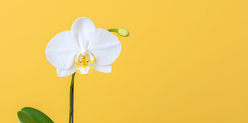 White Orchid flower isolated on background
