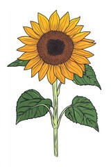 Fototapeta premium Single sunflower bloom, green leaves, white background; nature illustration