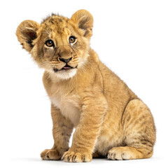 Obraz premium young lion cub