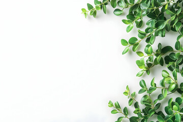 Fototapeta premium Lush green leaves frame a clean white background, ideal for text or product placement. Perfect for spring or summer designs.