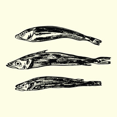 Vintage Hake Fish Illustration Set