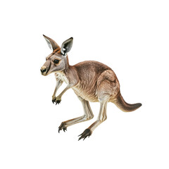 Adorable Red Kangaroo Joey on Transparent Background