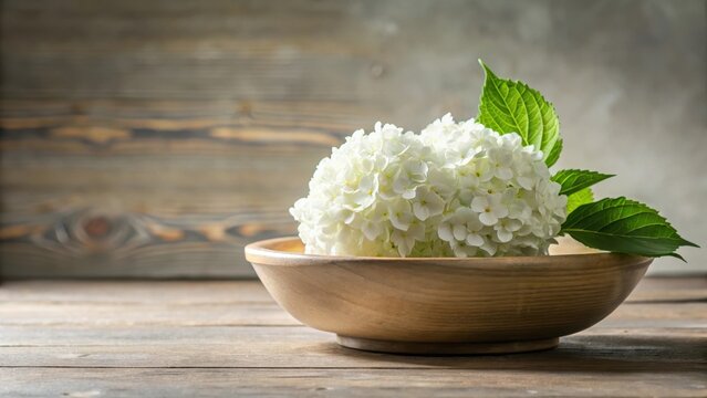Fleur de hortensia blanche dans un bassin , hortensia, jardin, hortensia, jardin