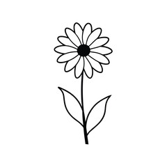Shasta daisy flower  line art vector on white background.
Flower collection