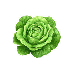 Fototapeta premium Vibrant Green Cabbage Rose Botanical Illustration of Fresh Produce