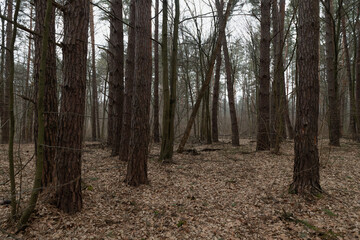 pine forest in the evening