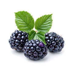 Fototapeta premium Black berry Marionberry, isolated on a white background