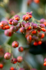 Fototapeta premium Red fruits in raspberry pods of Japanese birch bark in the ripening stage. Close-up
