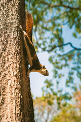 Squirrels are naughty on the trees in the park. Good environment.