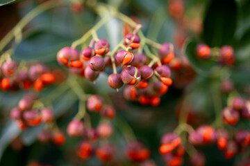 Fruits of the Japanese birch bark are in the ripening stage. Close-up