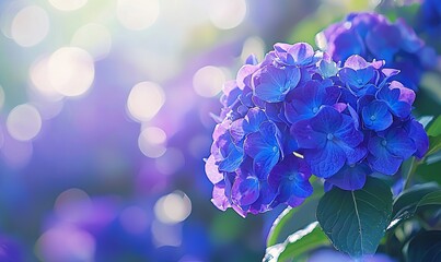 Blue hydrangea blooms in sunny garden, bokeh background, suitable for floral designs