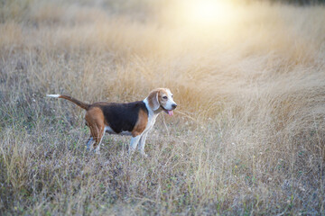 A cute beagle dog is standing on the meadow in the evening.