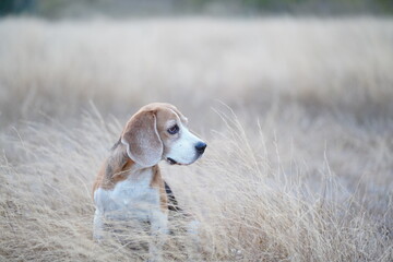 A cute  beagle dog sits on the meadow in the evening.