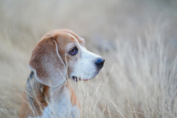 A cute  beagle dog sits on the meadow in the evening. © kobkik