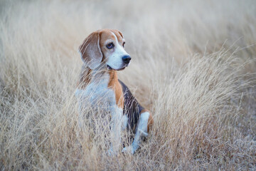 A cute  beagle dog sits on the meadow in the evening. © kobkik