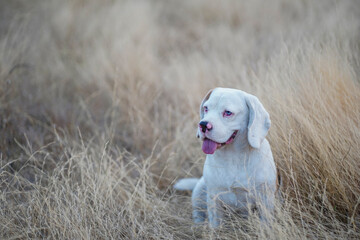 A cute white fur beagle dog sits on the meadow in the evening. © kobkik