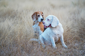 A cute white fur beagle dog and a tri-color beagle are sitting on the meadow in the evening. © kobkik