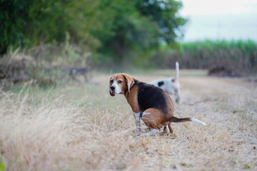 A beagle dog is pooping on dried grass in the meadow.