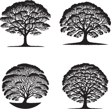 "Koa Tree Silhouette Collection - High-Quality Vector Illustrations"