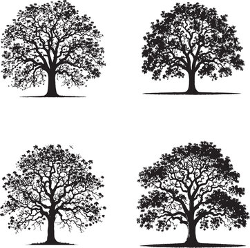 "Pecan Tree Silhouettes Collection - Four Variations"