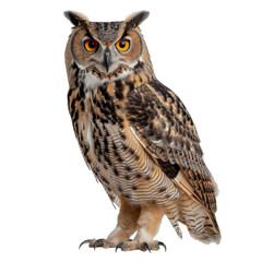 Fototapeta premium A large owl is standing on a white background