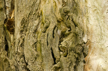bark of a tree, wood pattern, bark pattern, wooden, brown line structure, line pattern, close up tree trunk, close up tree