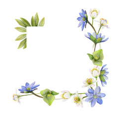 Spring ephemera flowers, blue hepatica forget-me-not flax, white forest anemone primrose bloodroot, grass, hand drawn in watercolor. Border frame illustration, for wedding, florist shop, stationery