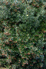 Decorative evergreen Japanese birch bark in autumn in Austria